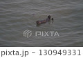 Cape Kiritappu, Hokkaido Wild sea otter parent and child raising their young 130949331