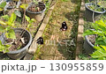 Butterfly Lover in serene garden pathway with potted plants 130955859