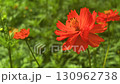 Close up a beautiful orange Cosmos flower in the field under morning sunlight. Landscape image with space. Still shot footage. 130962738