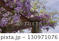 風に揺れる藤の花とクマバチ 130971076