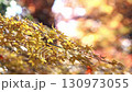 Yellow maple leaves swaying in the wind [Yellow leaves] [Fixed] 130973055