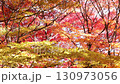 Fixed shot of vividly autumnal maple trees 130973056