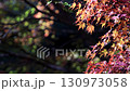 Fixed shot of autumn maple leaves swaying in the wind 130973058