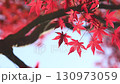 Close-up of maple leaves swaying in the wind [Sky background] [Maple] 130973059