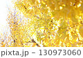 Fixed shot of vibrantly colored ginkgo trees 130973060