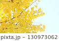 Brightly colored ginkgo leaves swaying in the wind [Sky background] [Fixed] 130973062