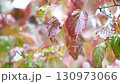 Close-up of dogwood leaves wet with autumn rain [Fixed] 130973066
