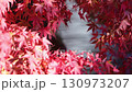Fixed shot of red maple trees and rippling water on the edge of a pond with a fountain 130973207