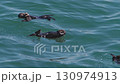 Cape Kiritappu, Hokkaido Wild sea otter parent and child raising their young 130974913