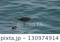 Cape Kiritappu, Hokkaido Wild sea otter parent and child raising their young 130974914
