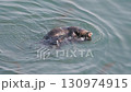 Cape Kiritappu, Hokkaido Wild sea otter parent and child raising their young 130974915