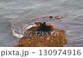 Cape Kiritappu, Hokkaido Wild sea otter parent and child raising their young 130974916