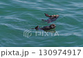 Cape Kiritappu, Hokkaido Wild sea otter parent and child raising their young 130974917
