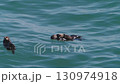 Cape Kiritappu, Hokkaido Wild sea otter parent and child raising their young 130974918