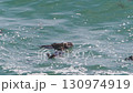Cape Kiritappu, Hokkaido Wild sea otter parent and child raising their young 130974919