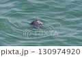 Cape Kiritappu, Hokkaido Wild sea otter parent and child raising their young 130974920