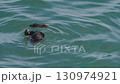 Cape Kiritappu, Hokkaido Wild sea otter parent and child raising their young 130974921