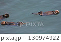 Cape Kiritappu, Hokkaido Wild sea otter parent and child raising their young 130974922
