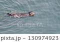 Cape Kiritappu, Hokkaido Wild sea otter parent and child raising their young 130974923