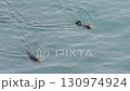 Cape Kiritappu, Hokkaido Wild sea otter parent and child raising their young 130974924