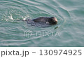 Cape Kiritappu, Hokkaido Wild sea otter parent and child raising their young 130974925
