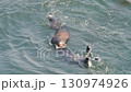 Cape Kiritappu, Hokkaido Wild sea otter parent and child raising their young 130974926