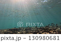 A school of fish swimming in the water 130980681