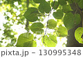 Sun shining through green tree branch with roundish bokeh with lens flare. Green leaves waving in the wind. Nature background close up. Sunny morning in park b-roll. Abstract nature background 130995348