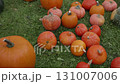 Pumpkins on a sunny day at the farm during autumn harvest season 131007006