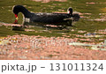 Dusky moorhen parent and chick Dusky moorhen parent and chick 131011324