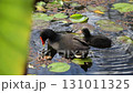 Dusky moorhen parent and chick Dusky moorhen parent and chick 131011325