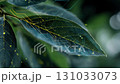 Exploring the Intersection of Natural Beauty and Modern Technology A CloseUp View of Leaves with a Digital Overlay 131033073