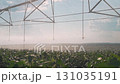 Sprinkler sprays irrigation water on plantation. Crop in agriculture field receives sprinkler mist. Plantation growth depends on irrigation. Irrigation system supports plantation with sprinkler. 131035191