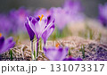 Spring crocus flower. Seasonal Easter background. 131073317