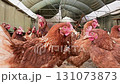 Chicken farm top view.Farm concept 131073873