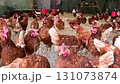 Chicken farm top view.Farm concept 131073874