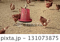 Chicken farm top view.Farm concept 131073875