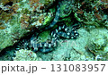 Sea snake courtship behavior 131083957