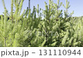 Close up of forest pine tree background with green needles. Nature, forest and ecology concept, environmental themes 131110944