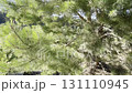 Close up of forest pine tree background with green needles. Nature, forest and ecology concept, environmental themes 131110945