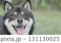 The black bean-colored Shiba Inu tilts its head 131130025