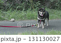 A black Shiba Inu is taking a break during a walk 131130027