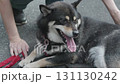 Petting a black Shiba Inu 131130242