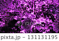 京都の二条城　桜ライトアップ② 131131195