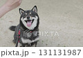 Slow motion of a black Shiba Inu sitting and waiting for food 131131987