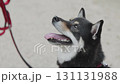 Black Mameshiba is eating food 131131988