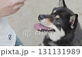 Black Shiba Inu jumps at the food 131131989