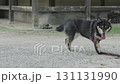 I called out to my black bean Shiba Inu while on a walk 131131990