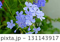Beautiful blue flowers, Plumbaginaceae on green leaves. 131143917