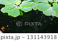 Water lettuce (Pistia stratiotes) aquatic plants. 131143918
